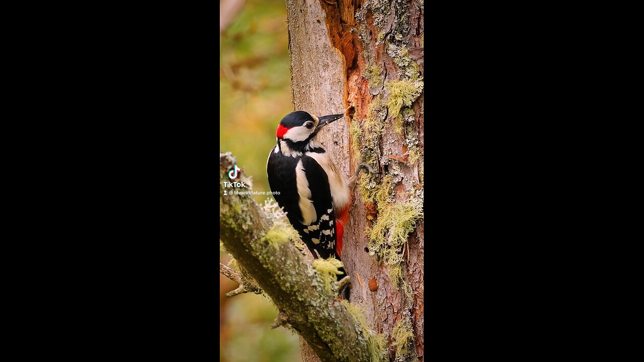 Beautiful woodpecker