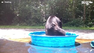 Ursa e filhote se divertem em piscina infantil e brincam com bola