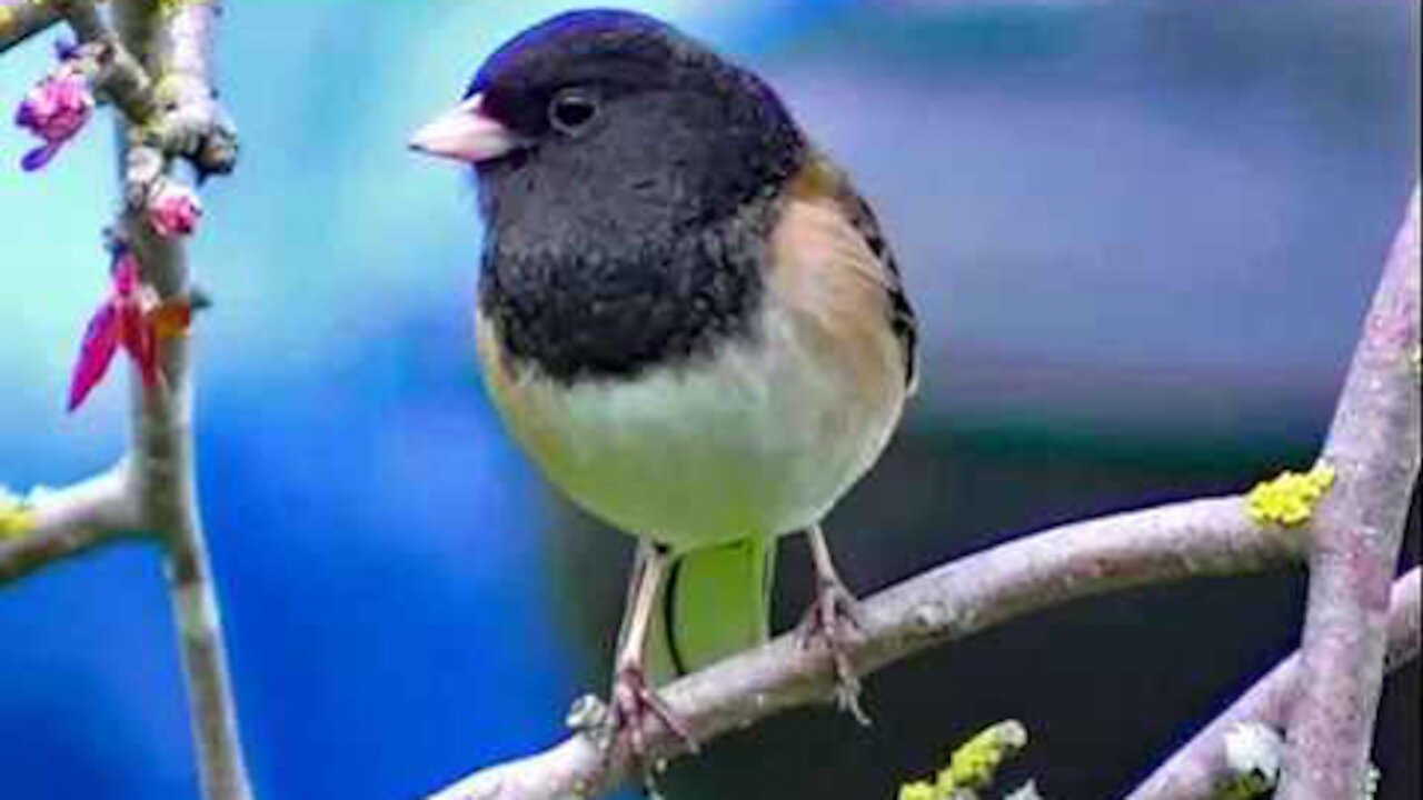 IECV NV #203 - 👀 Dark Eyed Junco's In The Backyard 2-29-2016