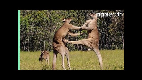 The Greatest Fights In The Animal Kingdom | Top 5 | BBC Earth