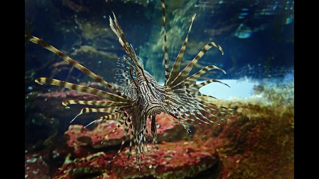 Tropical lionfish in the coral reef