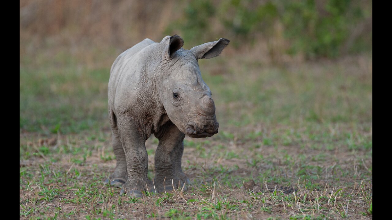 Baby Rhino play with me.... | Just a baby rhino playing with my car...