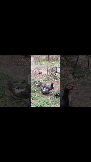 A couple of Wild Ducks with Muscovy's not the usual wild ducks that come here These are wood Ducks