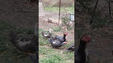 A couple of Wild Ducks with Muscovy's not the usual wild ducks that come here These are wood Ducks