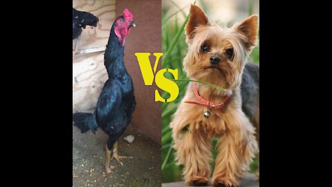 The most insane and fun fights between dogs and chickens 🤣🤣