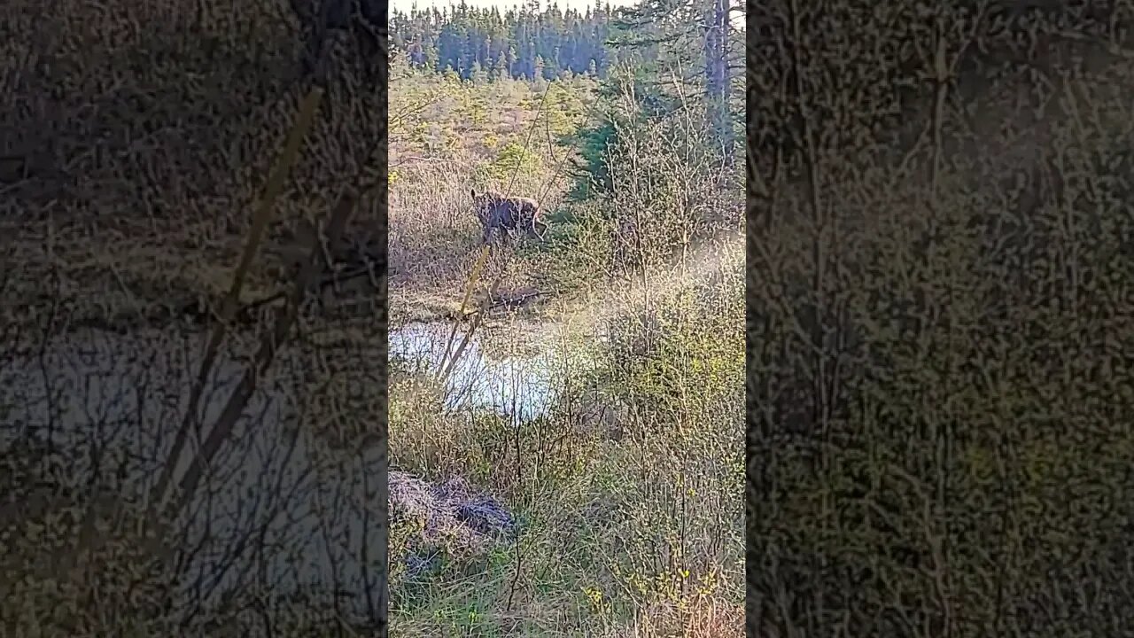 Bog Donkey Sighting in Newfoundland , Newfie Speed Bump ! lol