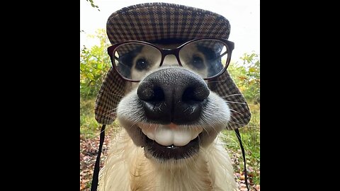 TRY NOT TO LAUGH CHALLANGE (DOG EDITION)