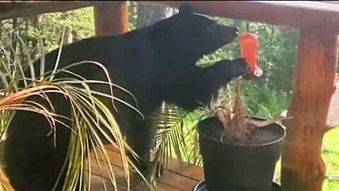 Bear invades balcony to investigate bird feeder