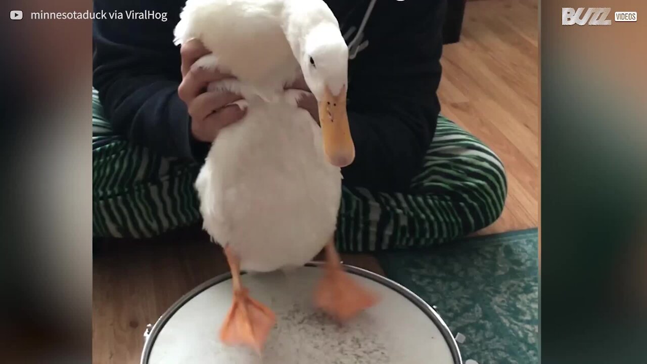 Un canard fait pour jouer de la batterie