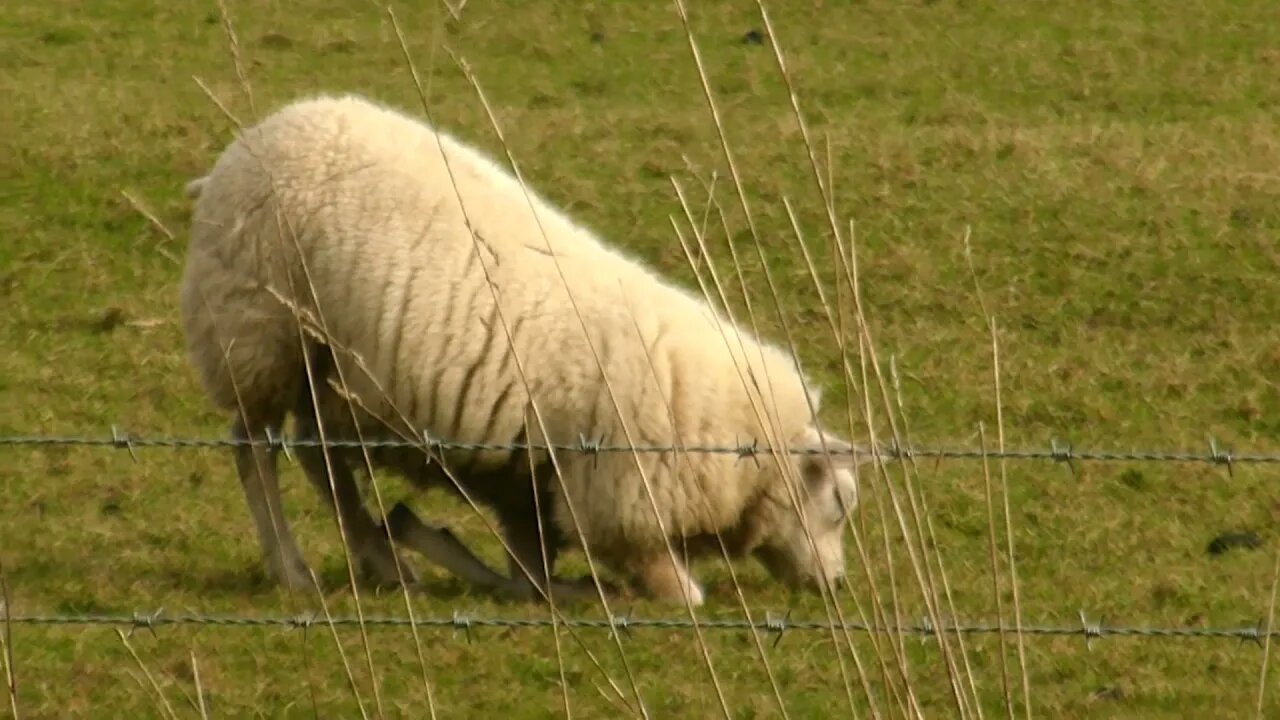 Idle Sheep can not even eat on four legs #short