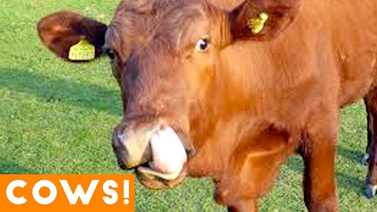 Funny pet videos compilation and funny cows compilation