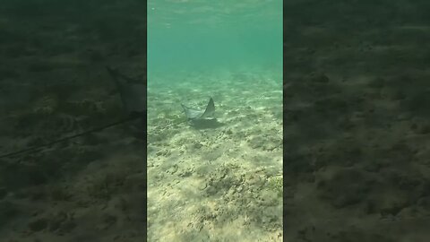 Swimming With Stingray