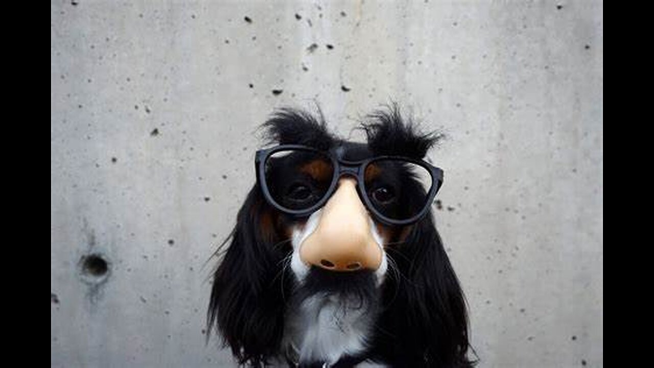 Funny Animal Videos