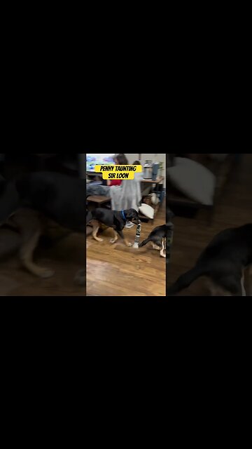 Sir Loon. Penny. Radar. Thanksgiving Fun