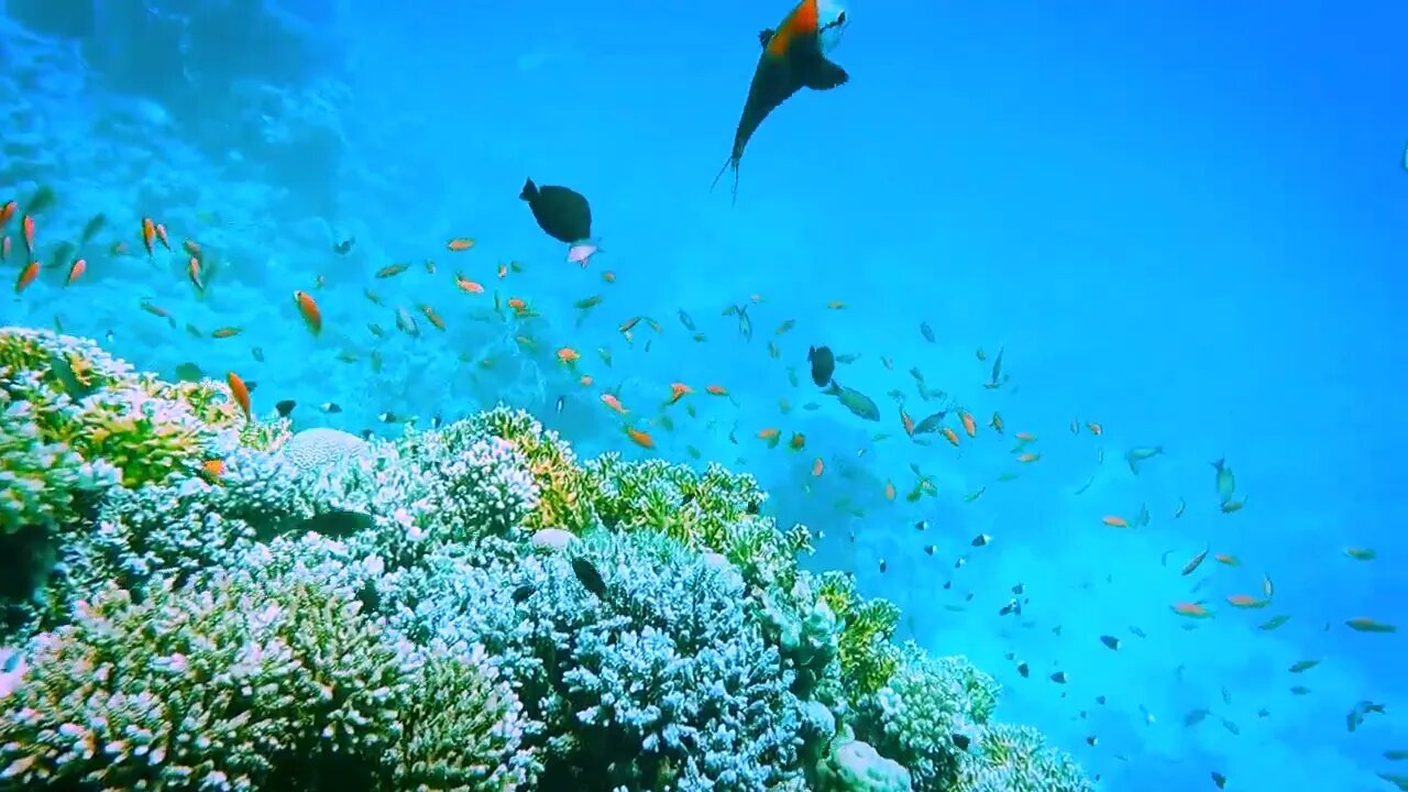 Scuba diving, Red Sea, Egypt Hurghada 2022-1