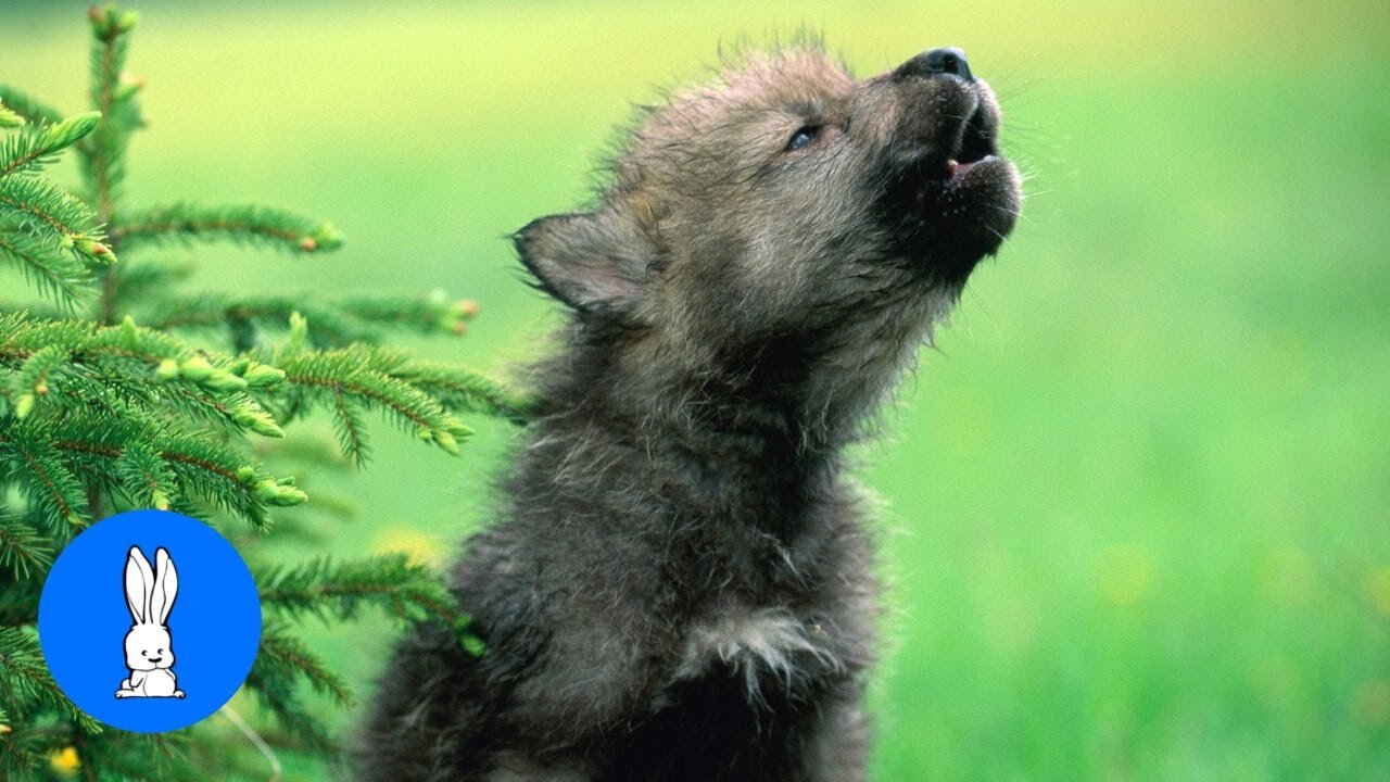 Endearing Baby Wolf Pups Howling & Playing.
