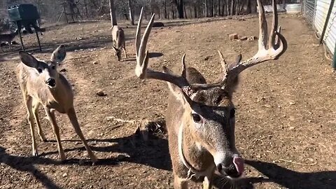 Antlers! Forrest and Prince Charming, When will they Loose Theirs? January 14th