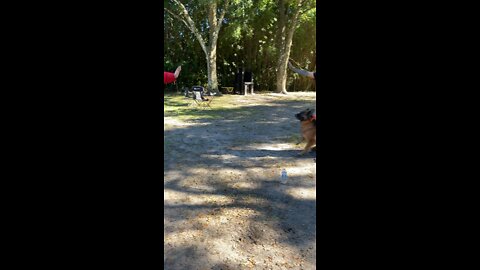 Dog bite