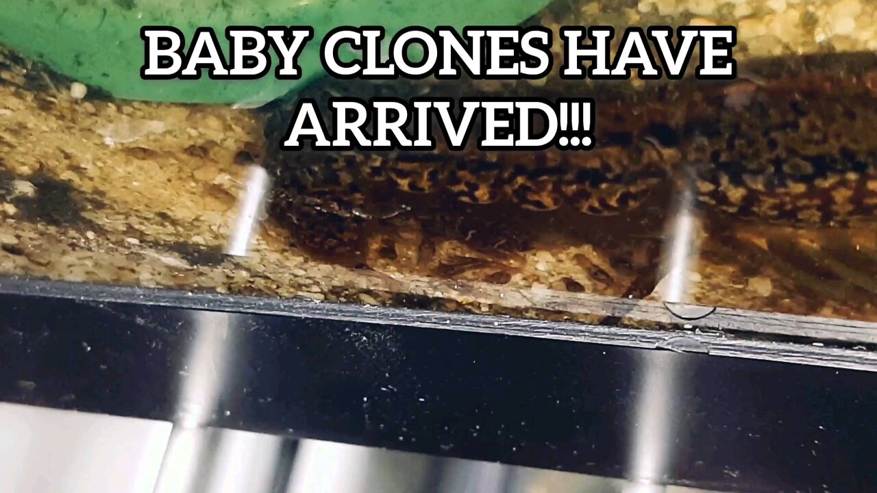 The Clone Babies have arrived!