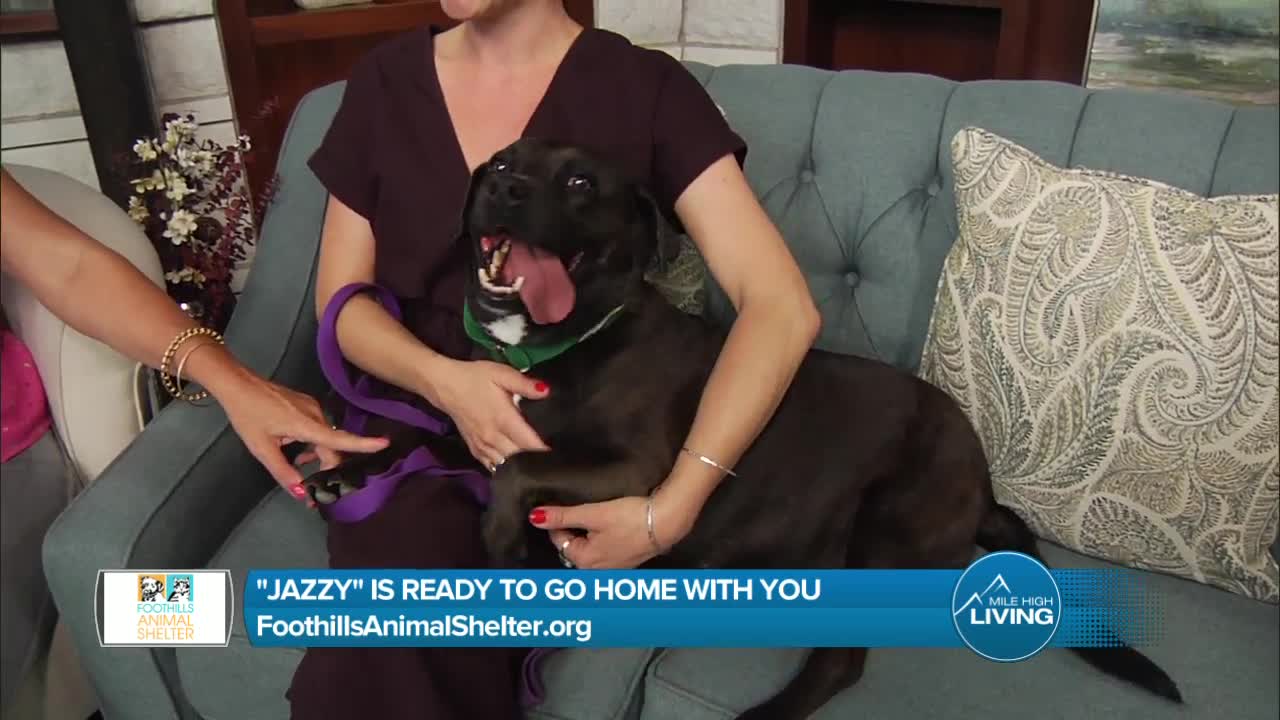 Foothills Animal Shelter- Toby's Pet Parade And Adoptable Friends Like "Jazzy"