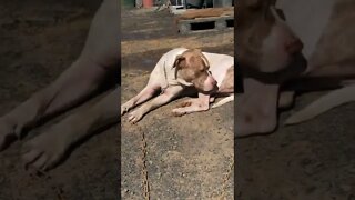 Training dog to protect birds from predators