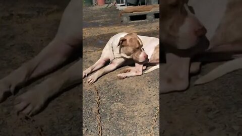 Training dog to protect birds from predators