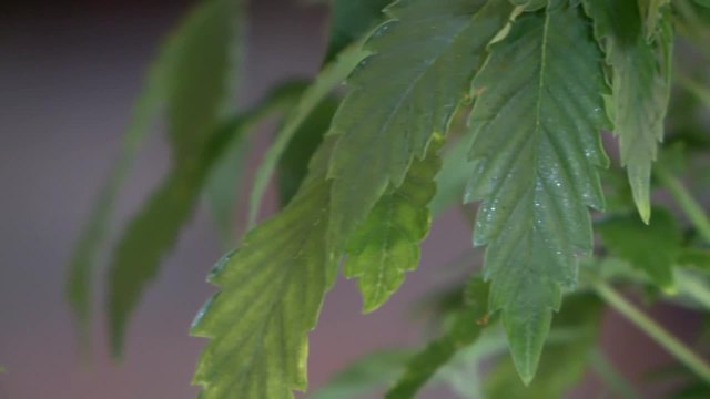 Cease and desist orders sent to medical marijuana businesses operating illegally