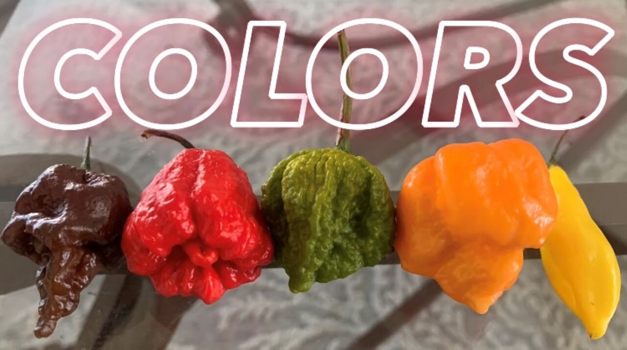 Different colored pods taste/heat comparison! Pods by Deathridge Peppers! Be kind!