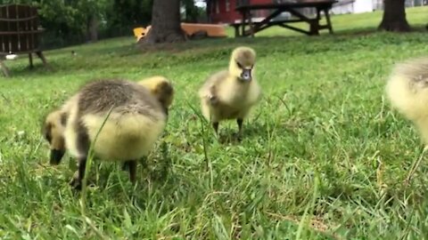 Baby geese up close