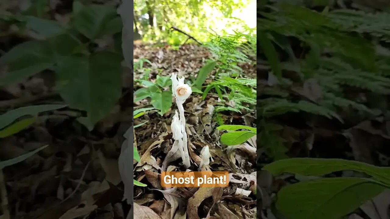 #farmstead #ghostplant #ghost #rare only blossoms one week a year!