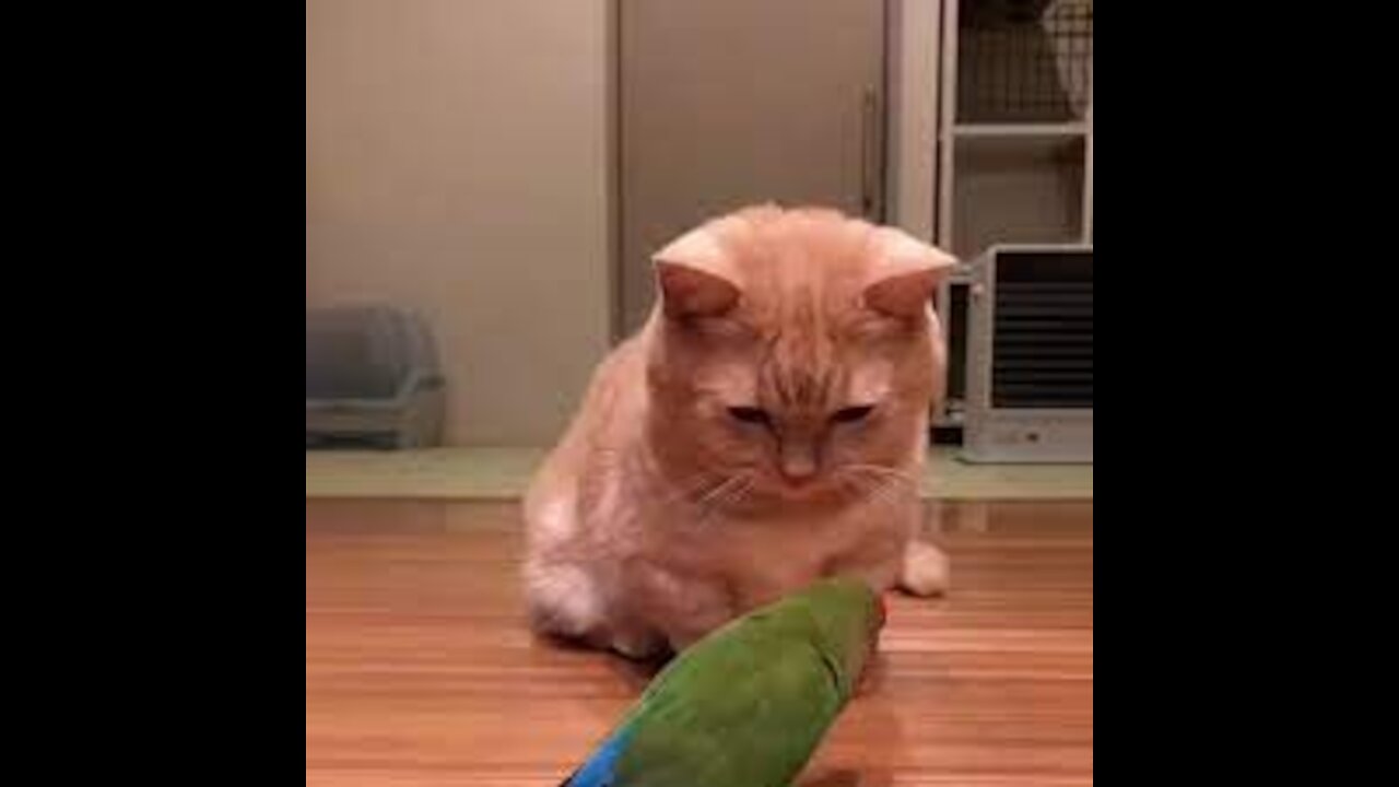 Cute Funny Videos - Cat & Parrot