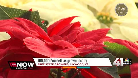 Your poinsettia might have been grown in KC metro