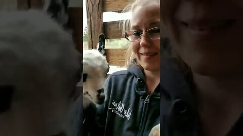 #goats #goatkids #farmanimals #cuteanimals #babyanimals #homesteading #farmlife #homesteadlife