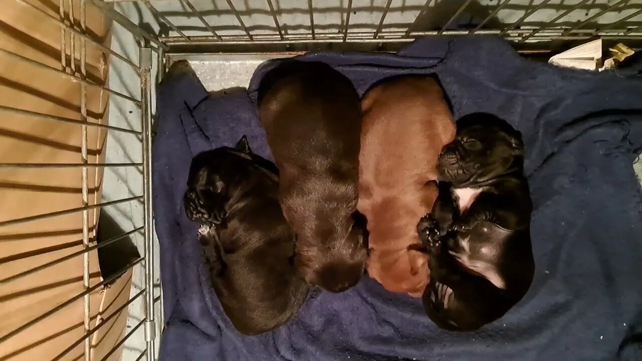 Patterdale Terriers 3 weeks old 21 days Obi2023 Strongdog Bull type performance hunting Fell dogs