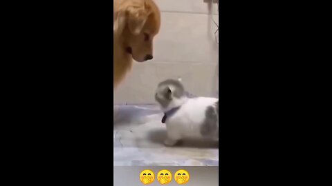 cute pets video 😸🐶 funniest cats and dogs ||