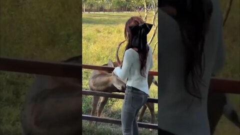 Pretty Chinese Girl Feeds A Wild Deer