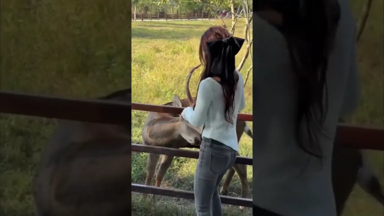 Pretty Chinese Girl Feeds A Wild Deer