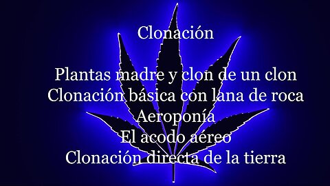 Clonar marihuana de 4 formas diferentes, Plantas madre vs clon de un clon de un clon