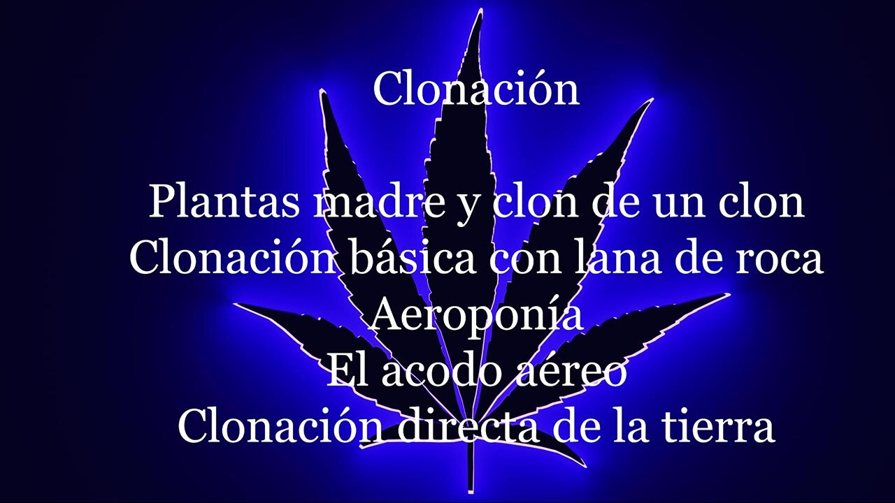 Clonar marihuana de 4 formas diferentes, Plantas madre vs clon de un clon de un clon