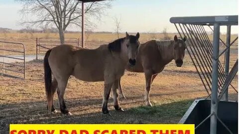 Sunday Breakfast With Horses - Some Add In Clips