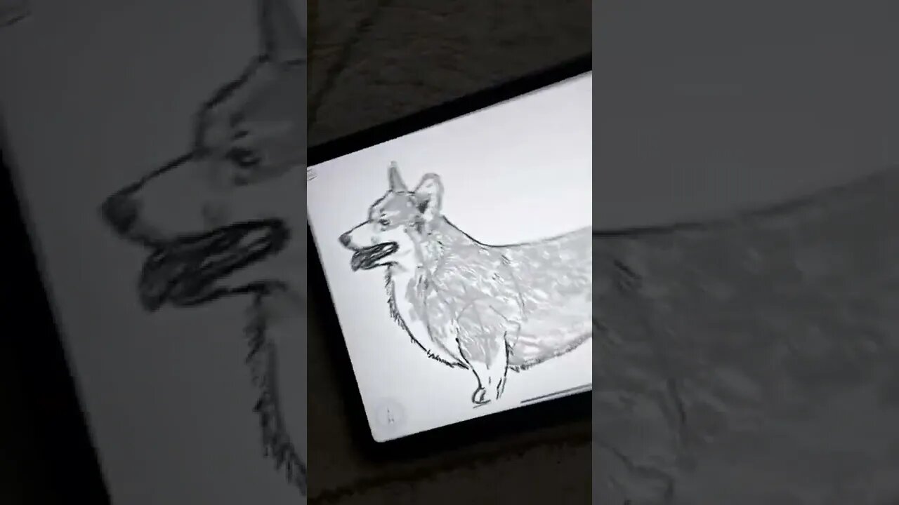 Daily Art nr.77🖌️ Corgi Dog Drawing 🐕 #corgi #dog #puppy #drawing #procreate #ipadart #howtodraw
