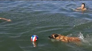 Cão entra em rio e acaba com brincadeira de amigos