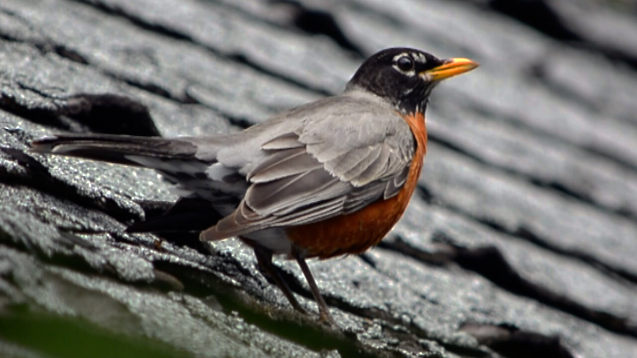 Proud robin on my roof