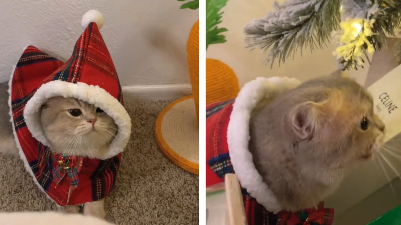All he wants for Christmas is Euro's kiss