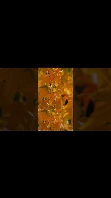 Relaxing Music for Stress Relief #Shorts