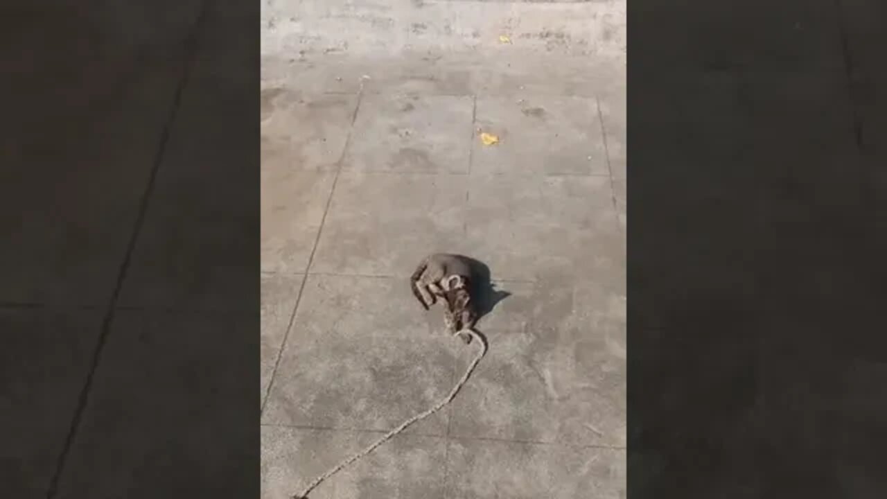 Kitten, sun bath, kitten doing sun bath, sunbath, Enjoy, kitten play, kitten, play, billi, bille