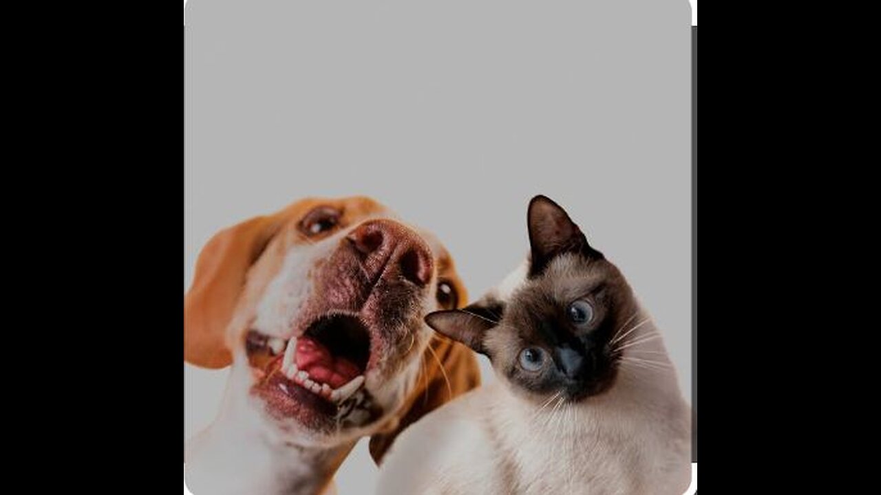 Relationship between dog and cat