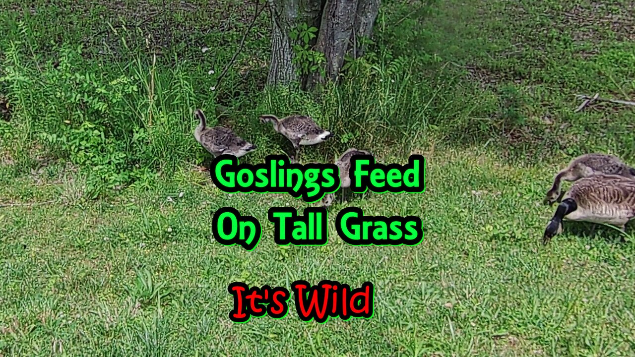 Goslings Feed On Tall Grass