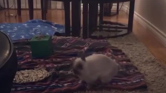 Hopping Bunny Gets An Adorable Case Of The Zoomies