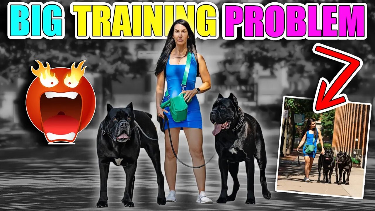 Her Problem Training 2 GIANT Cane Corsos #dog